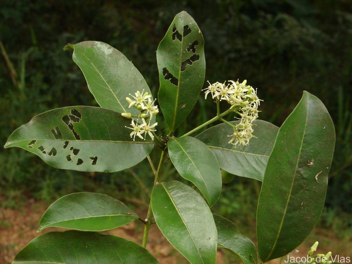Acronychia pedunculata (L.) Miq.